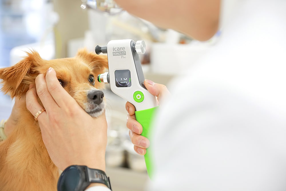Produksi Fotografi Rumah Sakit Hewan Jeju 24 Jam Sum Animal Medical Center