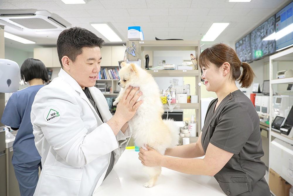 Produksi Fotografi Rumah Sakit Hewan Jeju 24 Jam Sum Animal Medical Center