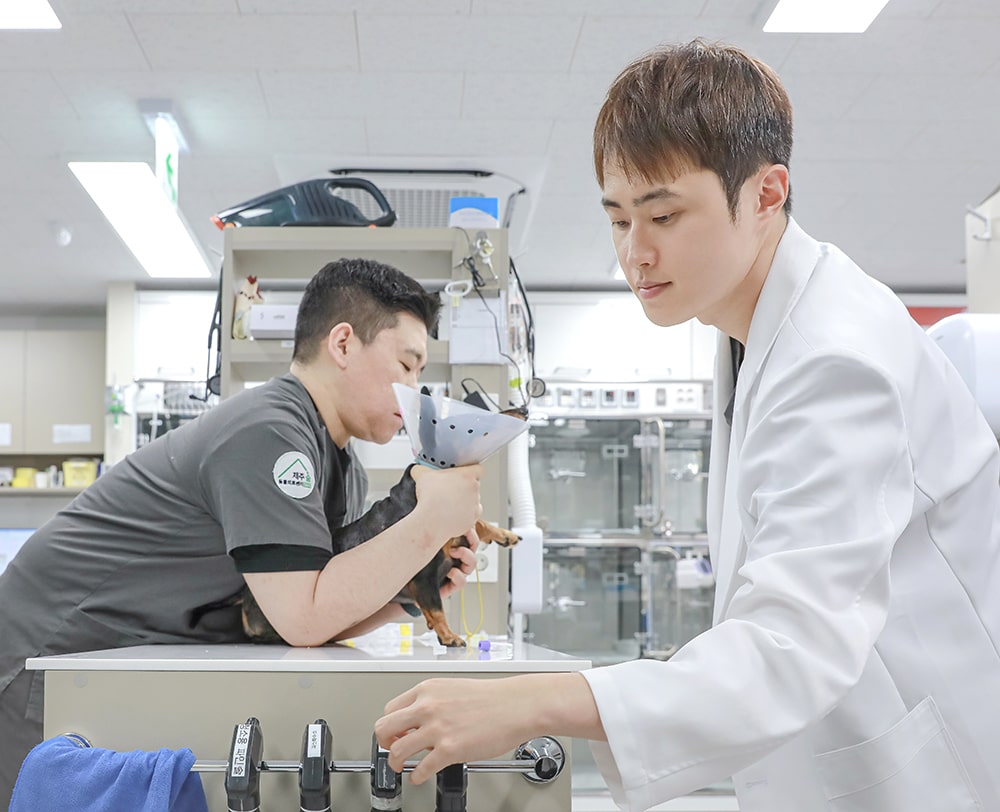 Produksi Fotografi Rumah Sakit Hewan Jeju 24 Jam Sum Animal Medical Center