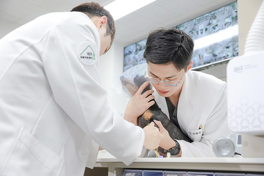 Produksi Fotografi Rumah Sakit Hewan Jeju 24 Jam Sum Animal Medical Center