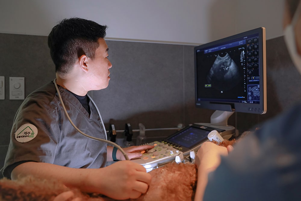 Produksi Fotografi Rumah Sakit Hewan Jeju 24 Jam Sum Animal Medical Center