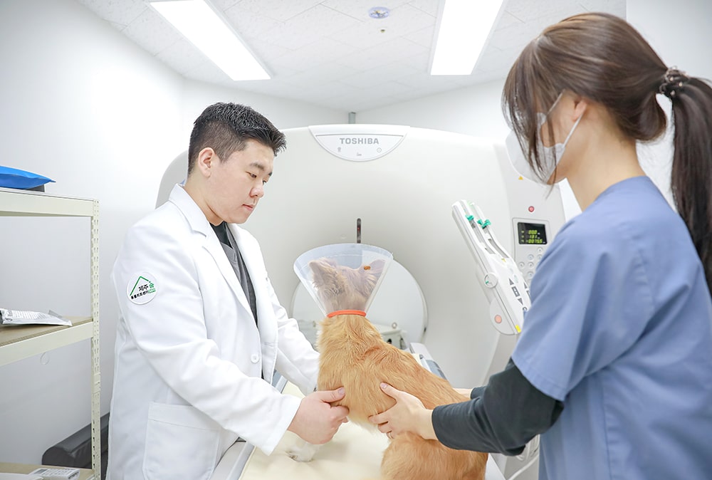 Produksi Fotografi Rumah Sakit Hewan Jeju 24 Jam Sum Animal Medical Center