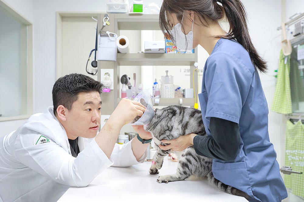 Produksi Fotografi Rumah Sakit Hewan Jeju 24 Jam Sum Animal Medical Center