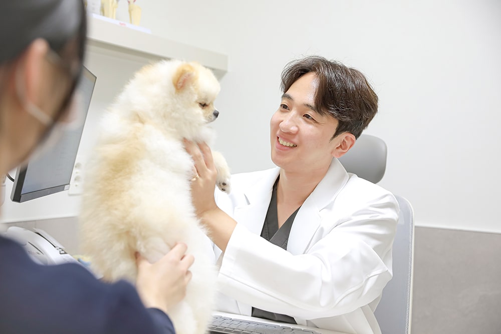 Produksi Fotografi Rumah Sakit Hewan Jeju 24 Jam Sum Animal Medical Center