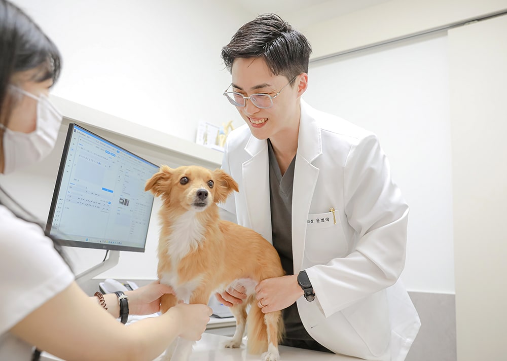 Produksi Fotografi Rumah Sakit Hewan Jeju 24 Jam Sum Animal Medical Center