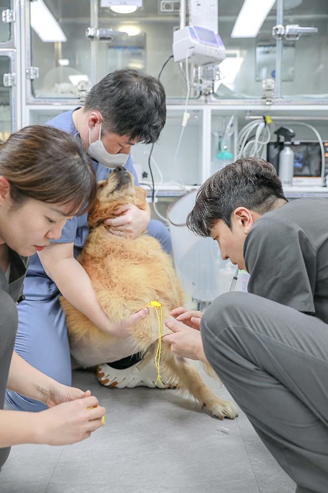 제주24시숨동물의료센터 동물병원 사진 촬영 제작